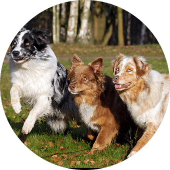 “Stronger Lungs, Healthiest Coats Ever for My Dogs!”